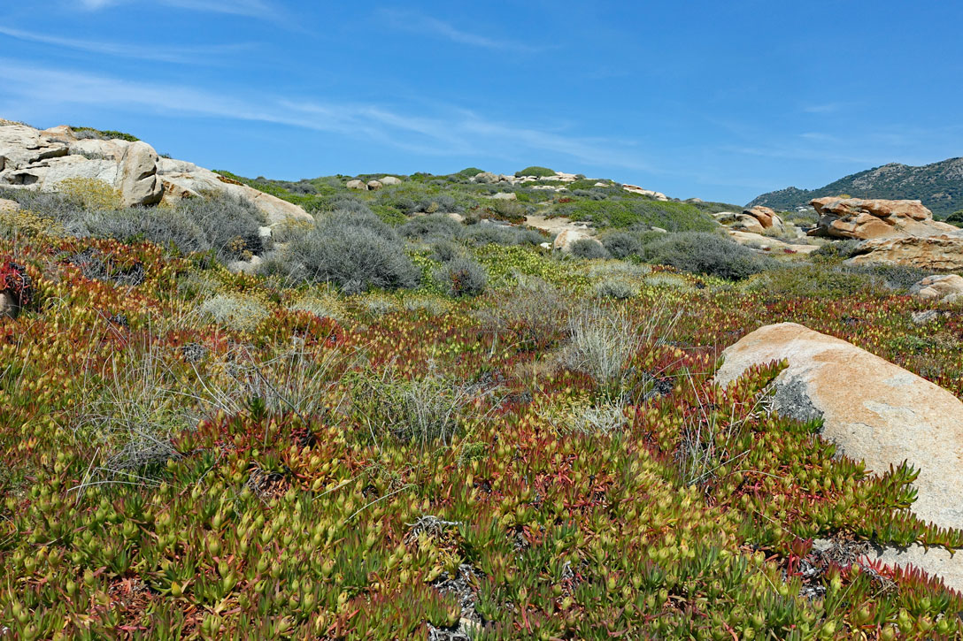 Algajola - Felsen mit Mittagsblumen