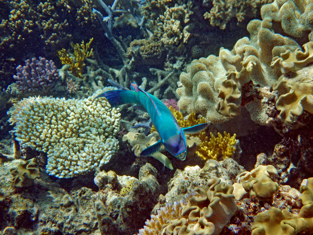 Fische im Barrier Reef