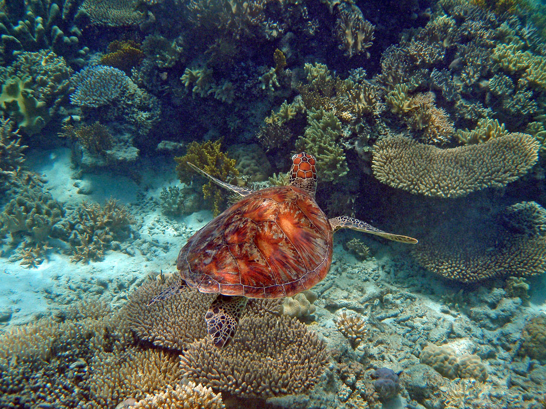 Schildkröte im Barrier Reef