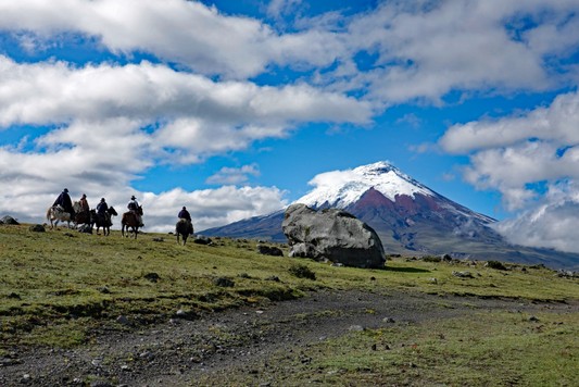 Chagras im Cotopaxi Nationalpark