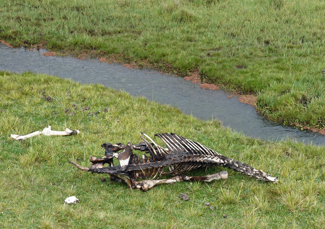 Gerippe an der Laguna Limpiopungo im Cotopaxi Nationalpark