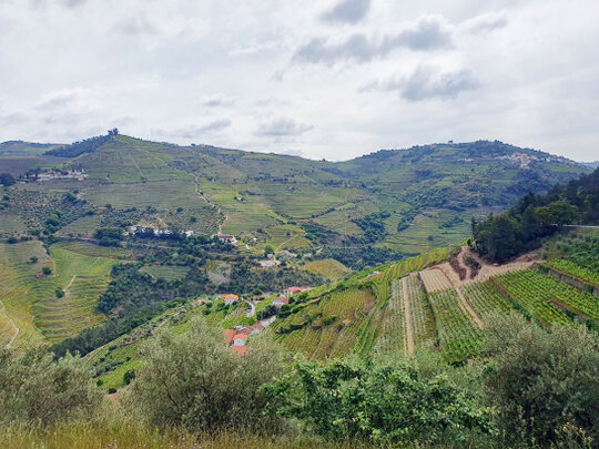 Weinberge nördlich des Douro