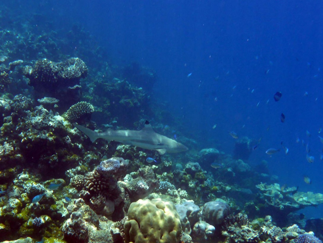 Schwarzspitzenhai im Riff von Makanudu
