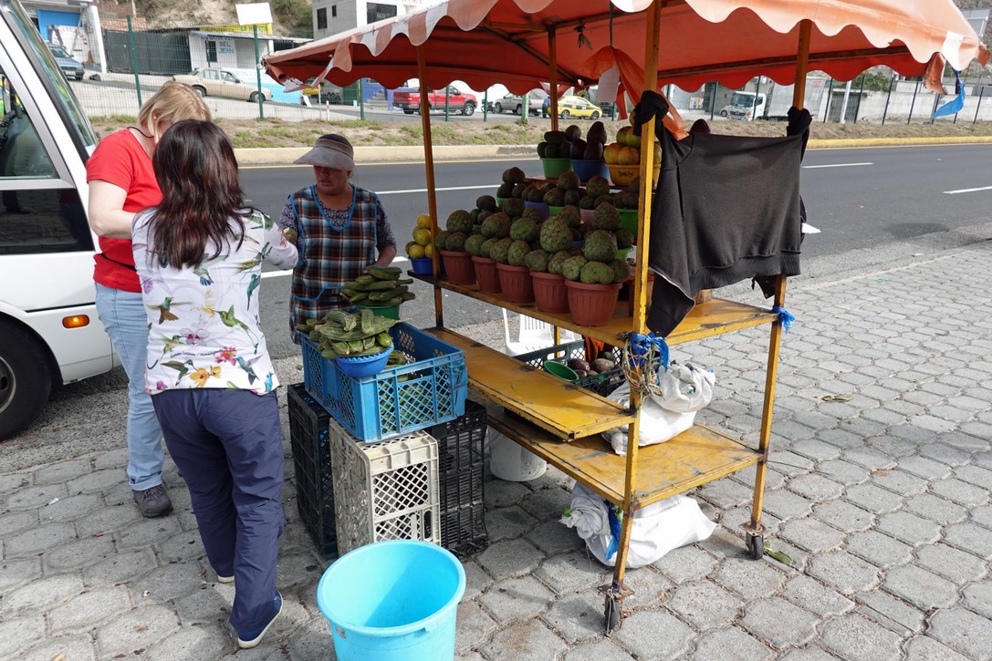 Fruchtstand in Ecuador