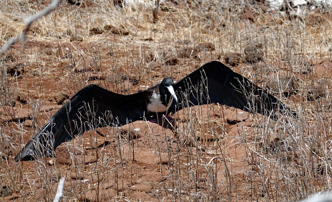 Fregattvogel am Boden