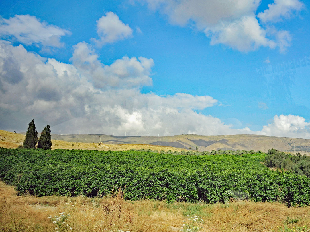 Plantage auf den Golan Höhen
