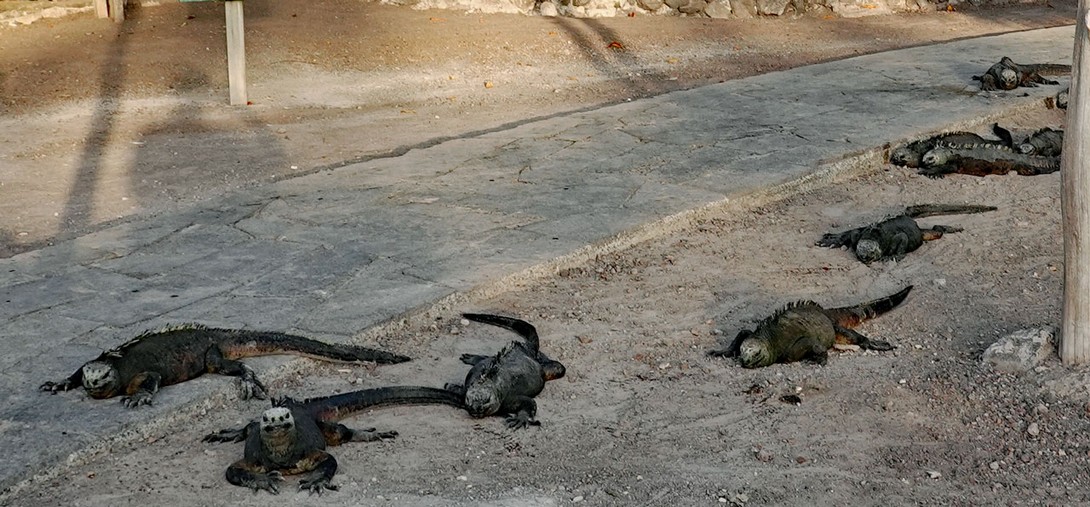 Iguanas marinas an der Anlegestelle Isabela