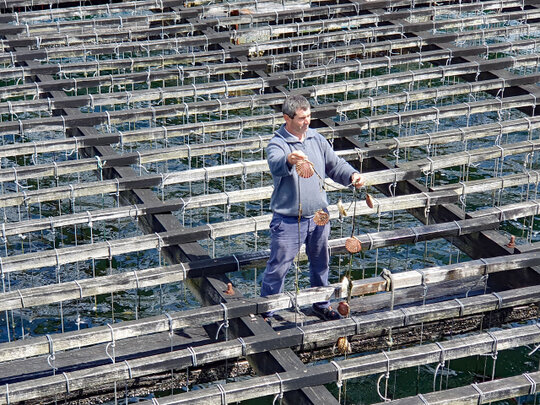 Fischer mit Jakobsmuscheln am Seil