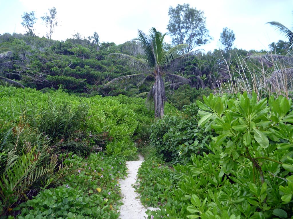 Trampelpfad zur Grand Anse auf La Digue