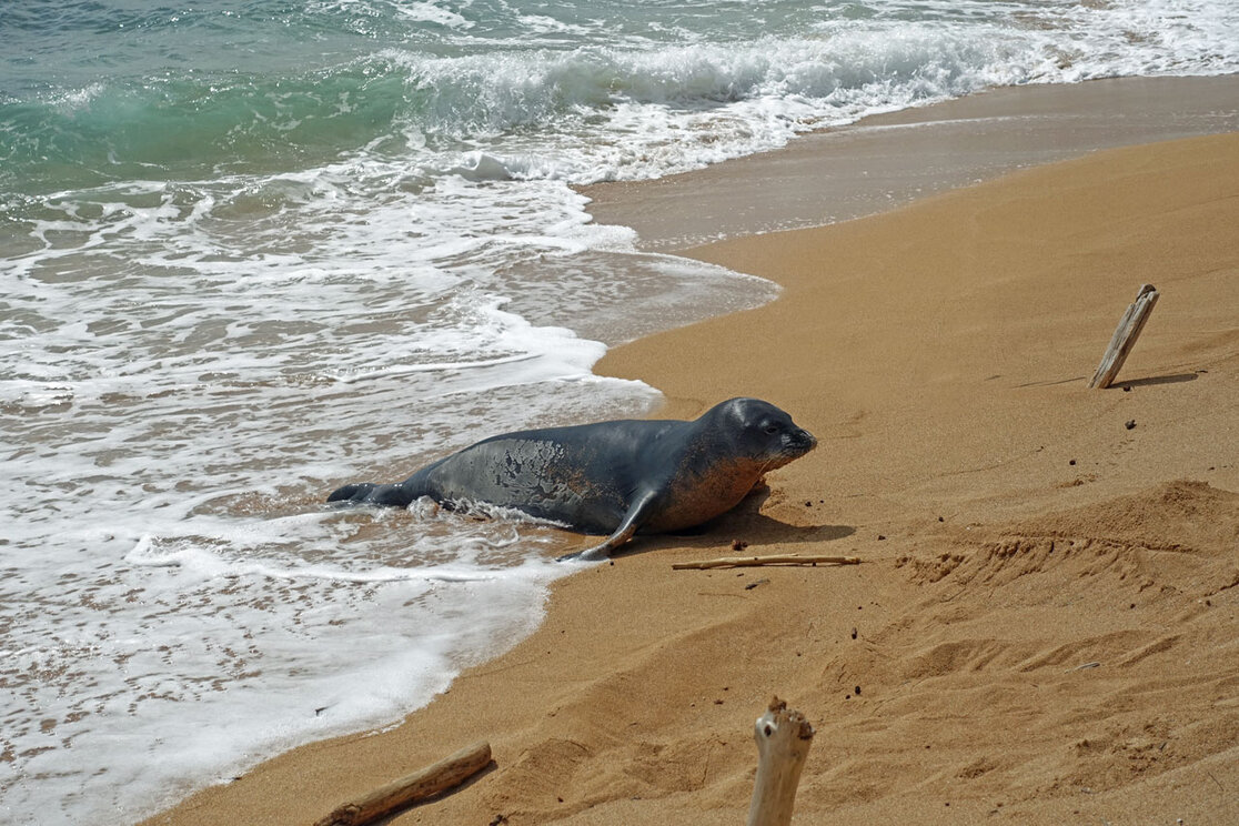 Monkseal am Strand von Kauai Moenchsrobbe am Strand von Kapaa