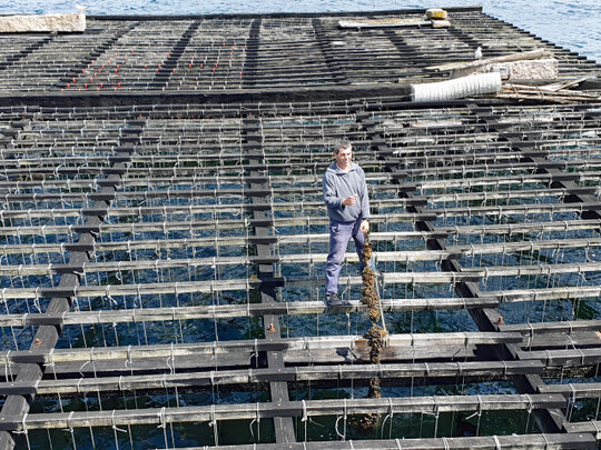 Muschelansiedlung am Seil