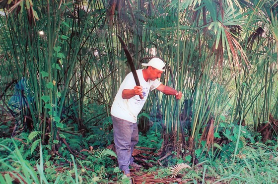 Schlagen der Toquilla-Palme für die Panamahüte