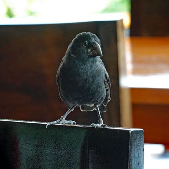 Darwin-Fink auf der Stuhllehne