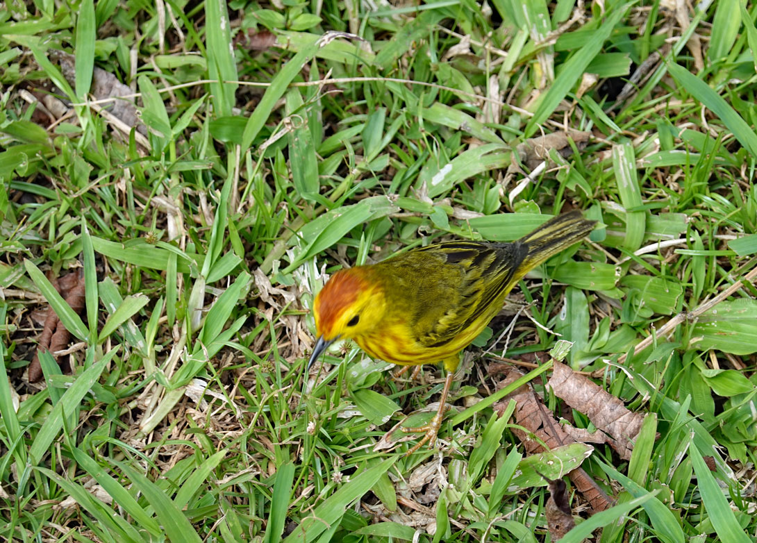 Ein Goldwaldsänger auf Santa Cruz