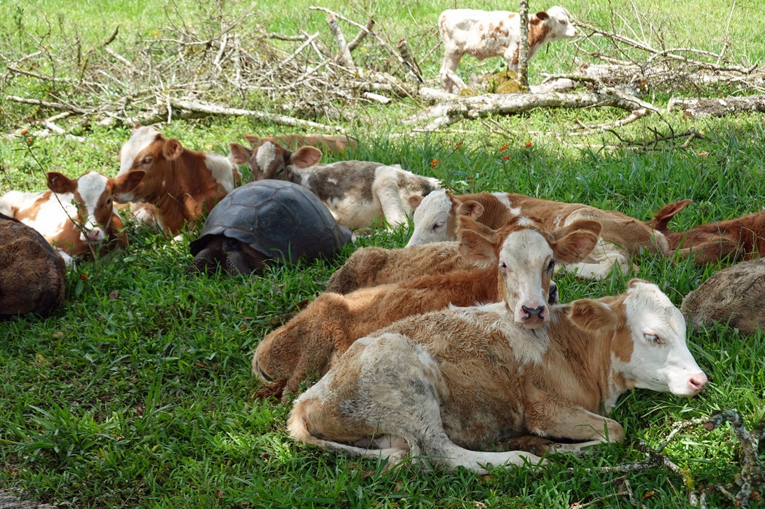 Die Schildkröte liegt auf der Weide zwischen den Kühen