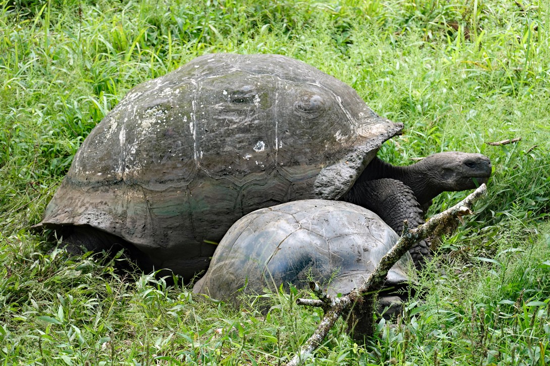 Die männlichen Schildkröten sind deutlich größer als die weiblichen.