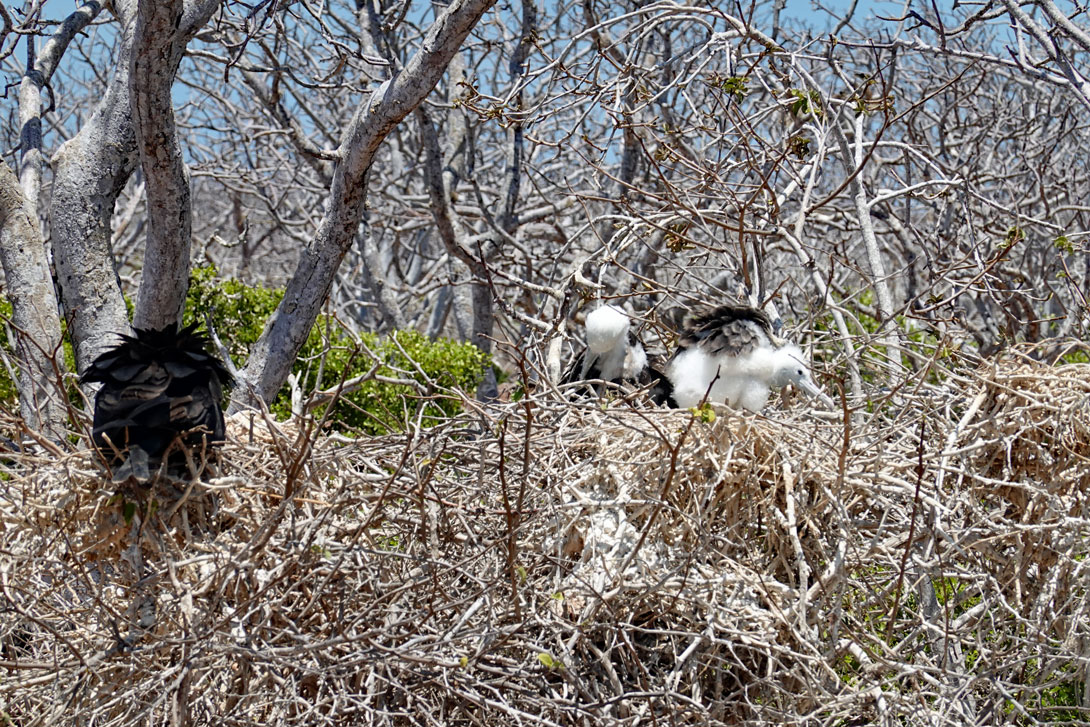 Nest von Fregattvögeln in den Sträuchern