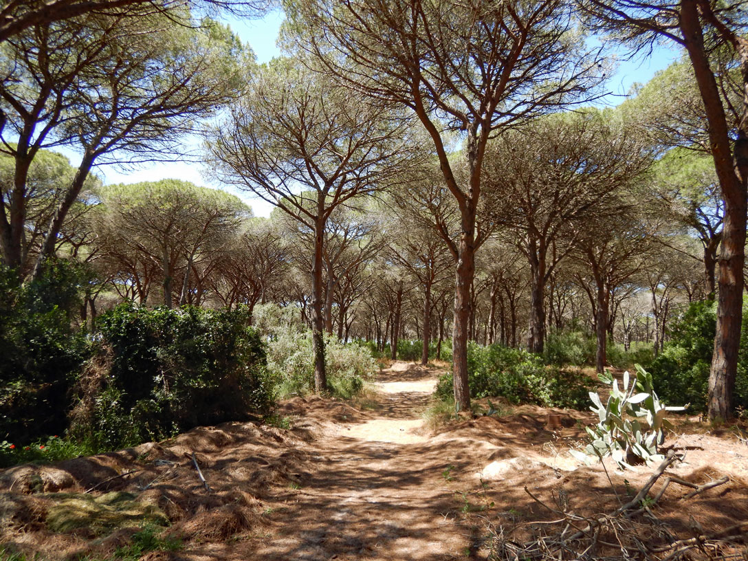 Pinienwald bei Horse Country Resort Arborea