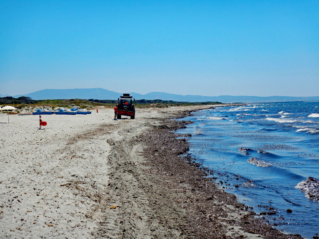 Seegrasbeseitigung am Strand