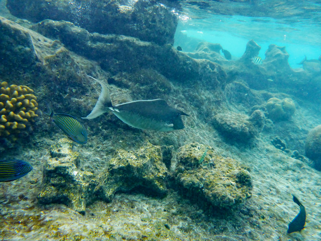 Unterwasserwelt auf Summerisland