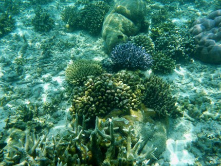 Korallen auf Summerisland