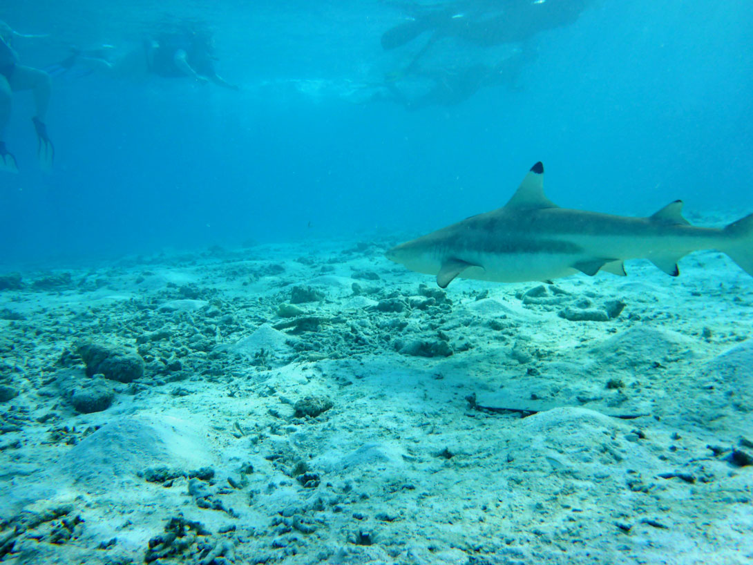 Schwarzspitzen-Hai auf Summerisland