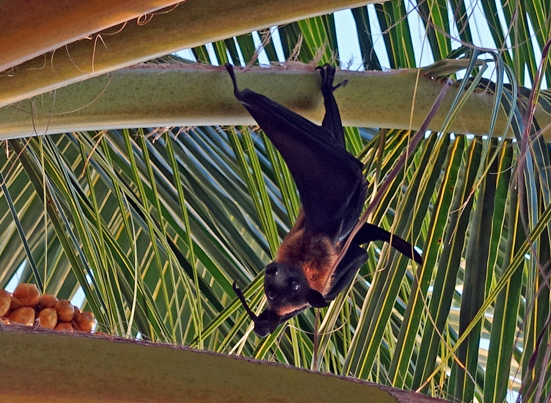 Fliegender Hund auf Summerisland