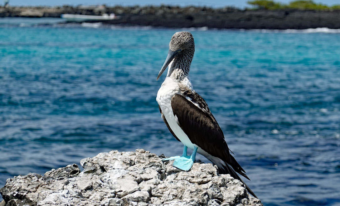Blaufußtölpel auf der Insel Tintoreras