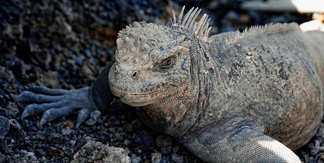 Meeresleguan auf der Insel Tintoreras
