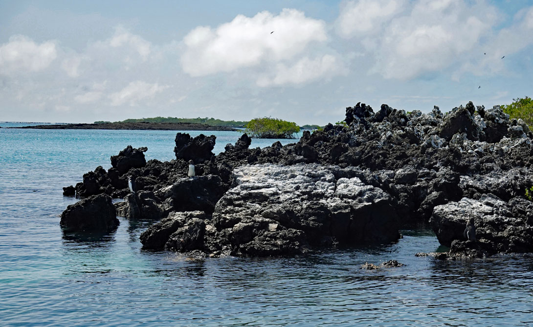 Pinguine auf der Insel Tintoreras