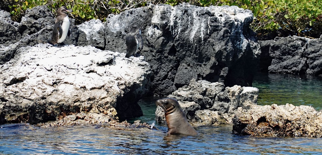 Pinguine auf Tintoreras