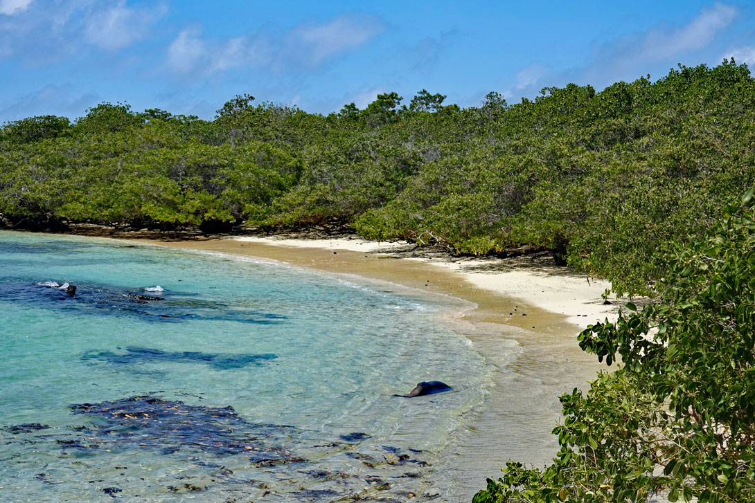 Sandbucht in den Mangroven auf der Insel Tintoreras