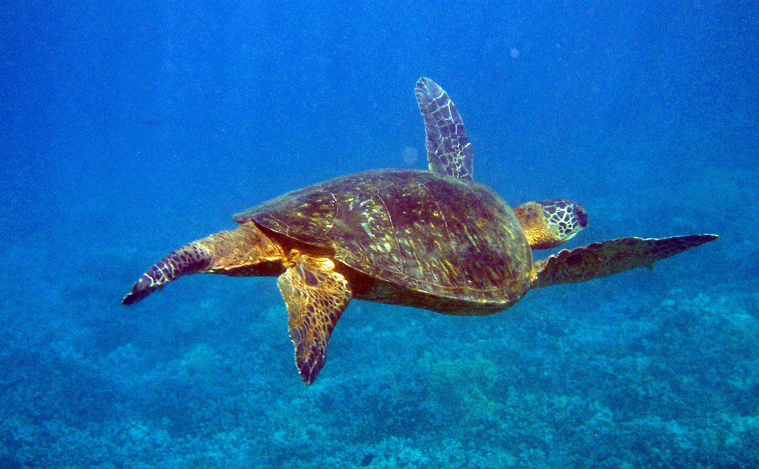 Seeschildkröte in Hawaii